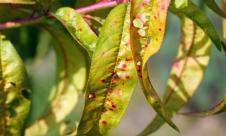 Ciuruirea micotică a frunzelor Ciuruirea micotică a frunzelor